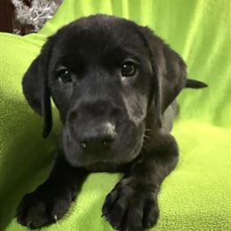 AKC Labrador Retriever Puppies Ready Now with Full Registration in Spotsylvania, va