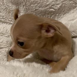 Chihuahua Female Puppy Ready for New Home in Battle Creek, mi