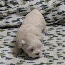 White Male Shih Tzu Puppy for Adoption in Detroit, mi