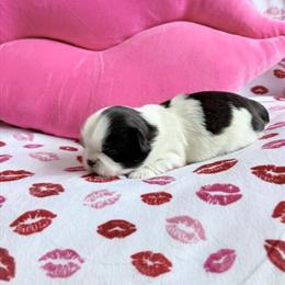 Male Shih Tzu Puppies Available for Deposit in Maysville, ky