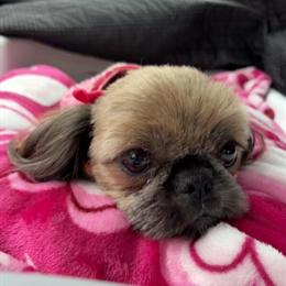 Upcoming Litter of Puppies in Maysville, ky