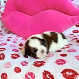 Female Shih Tzu Puppies from Champion Bloodline in Maysville, ky
