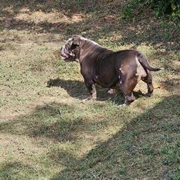 Merle Female Dog Available in Hampton, va