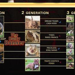 Merle Dog Available for Stud in Hampton, va