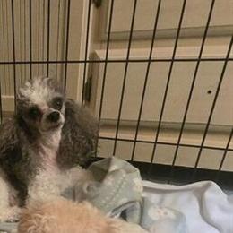 Tiny Toy Poodle Puppies Available in Milford, oh