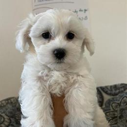 Maltese Puppies Ready for Adoption in Virginia in Ruther Glen, va
