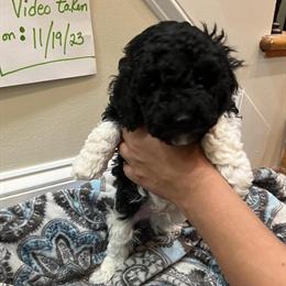 Poodle puppies ready for new homes in Virginia in Ruther Glen, va