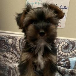 Tiny Yorkshire Terrier Puppies Ready Now in Virginia in Ruther Glen, va