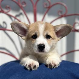 Gorgeous Pembroke Welsh Corgi Puppies Available in Lansing, mi