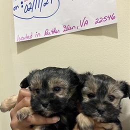 Morkie Puppies Ready for Adoption in Virginia in Ruther Glen, va