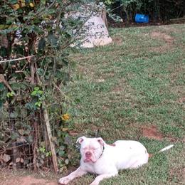 American Bulldog Female for Personal Protection in Covington, ga