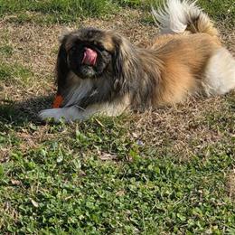 Male Pekingese Alfie Looking for a Home in Richmond, va