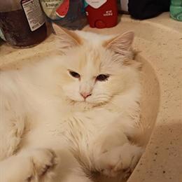 Siamese Red Point Male Available for Stud Service in Winchester, in