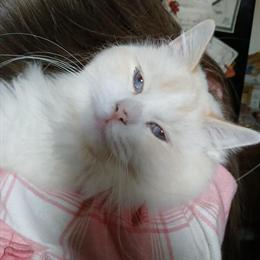 Ragdoll Male Stud - TICA Registered in Winchester, in
