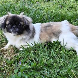 Pekingese Female Lucy - Small and Spunky in Richmond, va