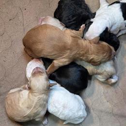 Mini Goldendoodles Available - Litter of 7 Born on 3/30/25 in Springfield, oh