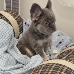 Fluffy Male French Bulldog - Lilac x Tan, 12 Weeks Old in Atlanta, ga