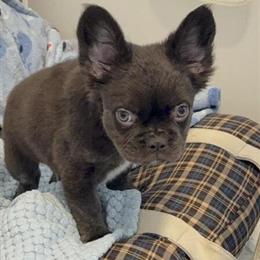 Chocolate French Bulldog Puppy - 12 Weeks Old in Atlanta, ga