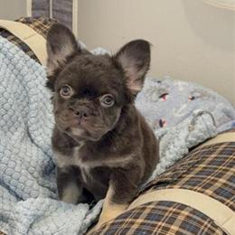Fluffy Female Chocolate Tan French Bulldog - 12 Weeks Old in Atlanta, ga