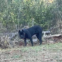 AKC Registered Black Cane Corso Available for Stud in Prosperity, sc