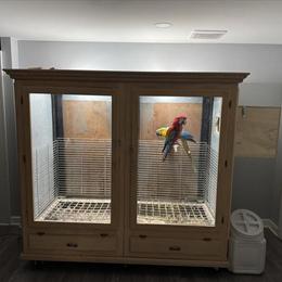 Macaw Pair with Cage and Nest Box in Chicago, il