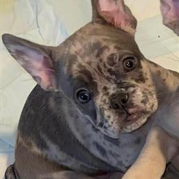 Female French Bulldog Puppy Available in Charlotte, nc