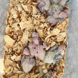 Looking for Baby Birds in Miami, fl