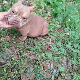 Nano Female Bully Available in Albany, ga