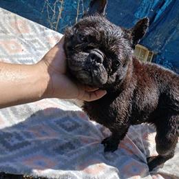 Female French Bulldog Available in Albany, ga