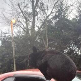 Female French Bulldog Available in Albany, ga