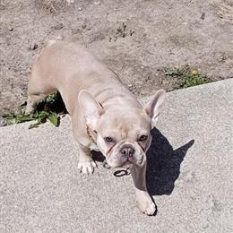 Merle Puppies Available for Adoption - 8 Weeks Old in Columbus, oh