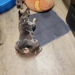 Stud Service for AKC French Bulldog - Blue/Chocolate Quad Merle in Columbus, oh