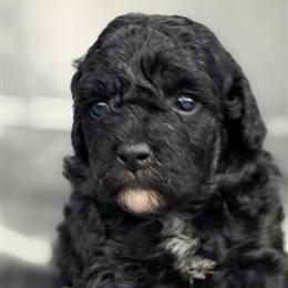 Mini Aussiedoodles Available - 3 Puppies Ready Soon in Springfield, oh