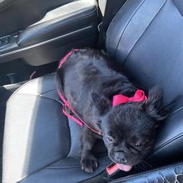 Female French Bulldog Available in Charlotte, nc