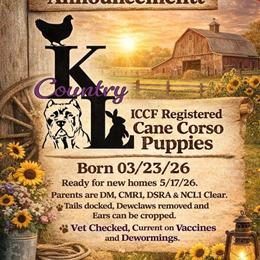 Cane Corso Puppies in Jonesboro, ar