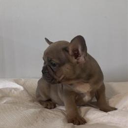 French Bulldog Female Available in Charlotte, nc