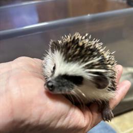 Hedgehogs for Adoption in NC in Lexington, nc