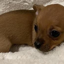 Chihuahua Male Puppy Ready for New Home in Battle Creek, mi