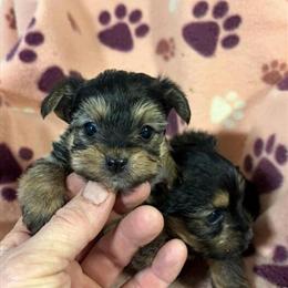 Yorkshire Terrier Male Puppies Available in New Castle, pa