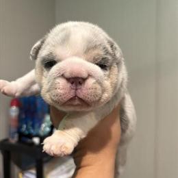 Proven Bulldog Stud Available for Breeding in Altoona, pa