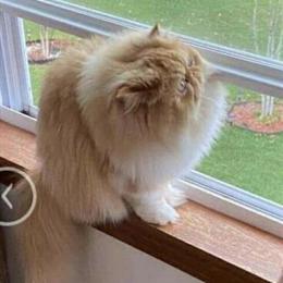 Looking for a stud Persian with CFA registration in Greensboro, nc