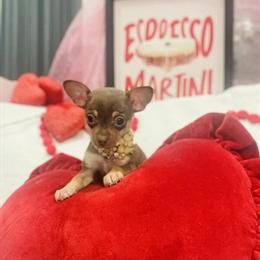 Chihuahua puppy, chocolate & tan female, charting 3lbs in Pittsburgh, pa
