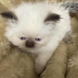 Persian Kittens for Sale - Vaccinated and Litter Trained in Maumee, oh
