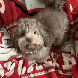 Mini Labradoodles for Sale in Maumee, oh
