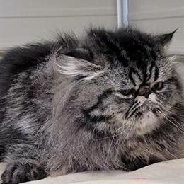 Tabby Male Cat, 10 Months Old, CFA Registered in Lynchburg, va