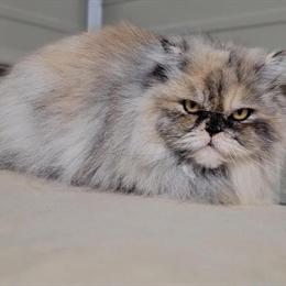 Persian Cat Xena - 5 Years Old and Sweet in Lynchburg, va