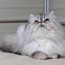 Persian Cat Chex - 10 Months Old Female in Lynchburg, va