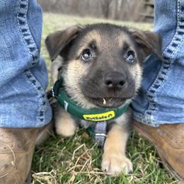 German Shepherd Puppy Looking for a Loving Home in Michigan City, in