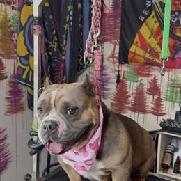 Micro/Pocket bully puppies available, 4 boys and 1 girl in Columbia, sc