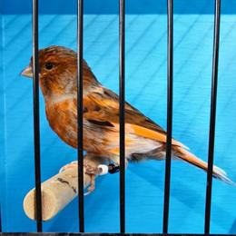 Canaries Available - Healthy and Vibrant in Clearwater, mn